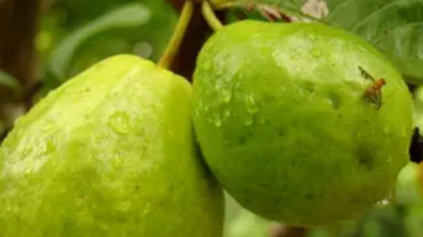 Guava