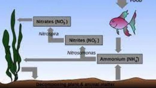 ammonia