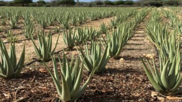 Aloe Vera