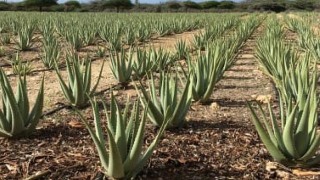 Aloe Vera :- Which is the best soil for Aloe Vera plants?