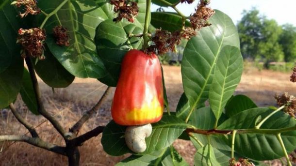 Cashew