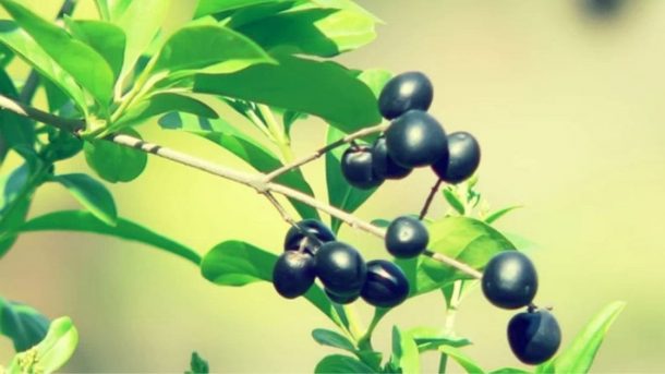 olives grow