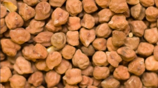 chickpea