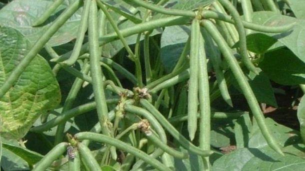 crop