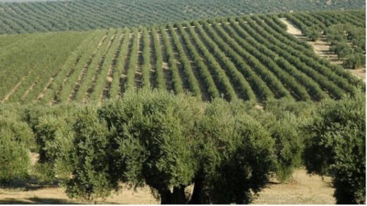 olive trees