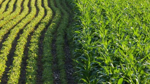 crop rotation