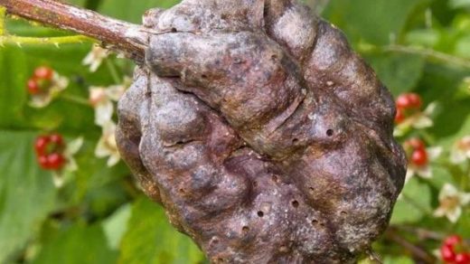 gall