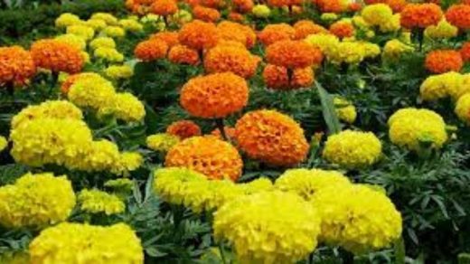 Main Varieties