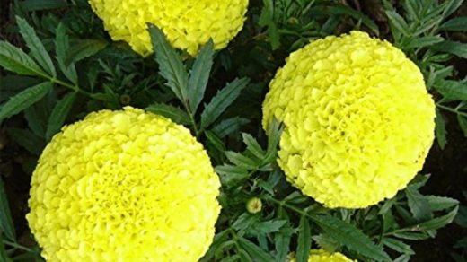 African Marigold