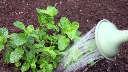 irrigation