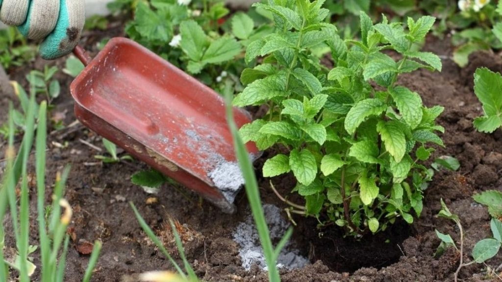 Plants Which Fertilizers Are Applied To Mint Plants plants-which-fertilizers-are-applied-to-mint-plants