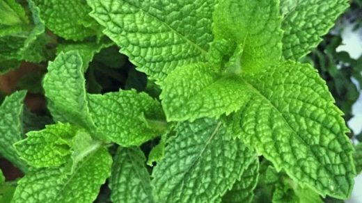 peppermint