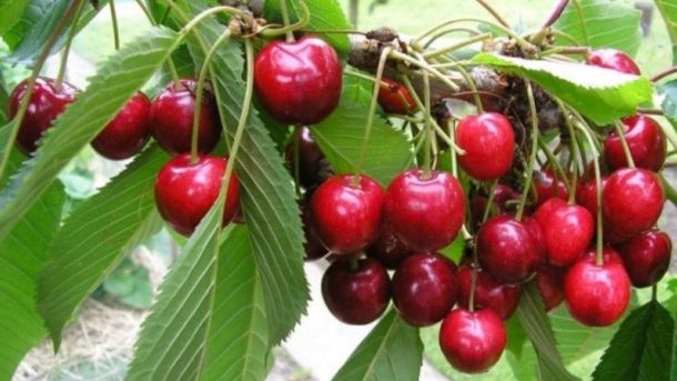 Cherry Fruit Cultivation