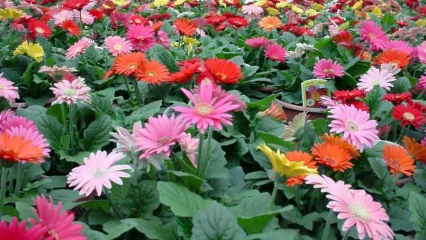 Gerbera