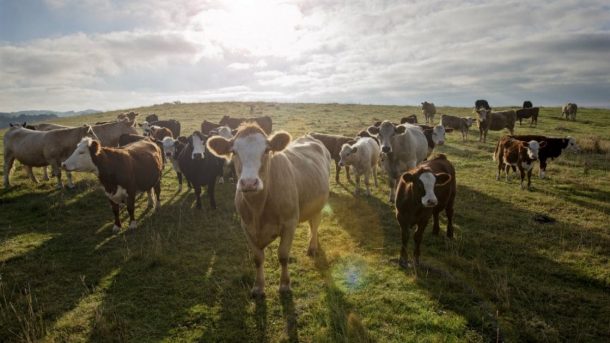 cow