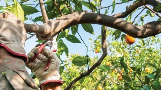 pruning
