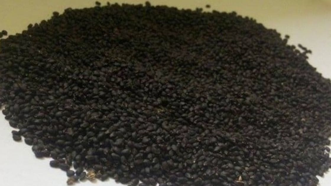How Seed Treatment Is Done For Growing Holy Basil And What Is The Seed 