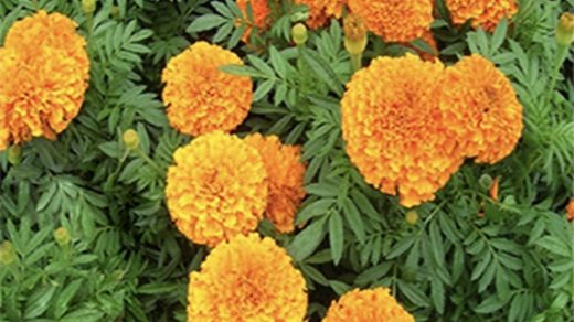 marigold
