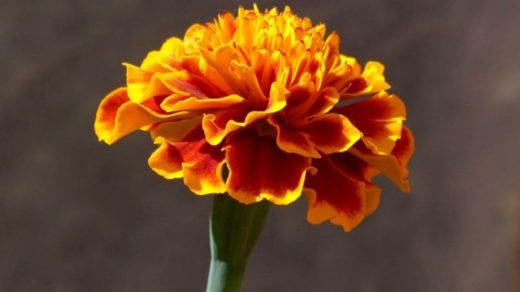 marigold