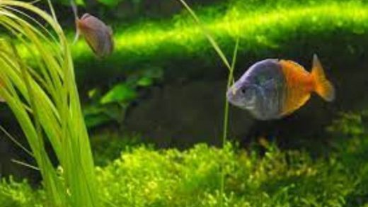 fish