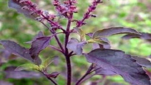 Krishna Tulsi
