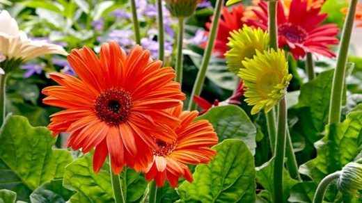 orange