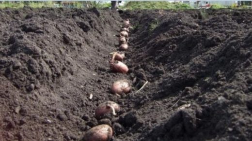 plant potatoes