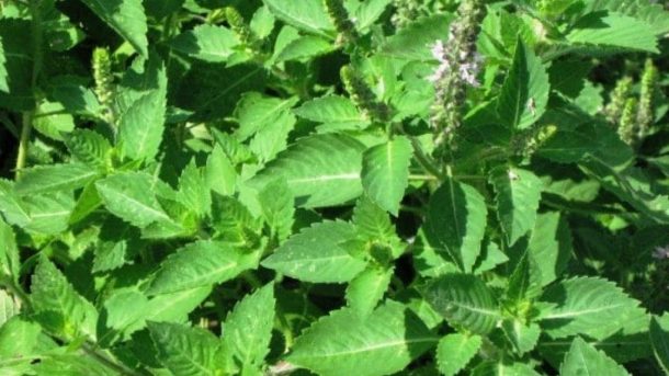 Tulsi