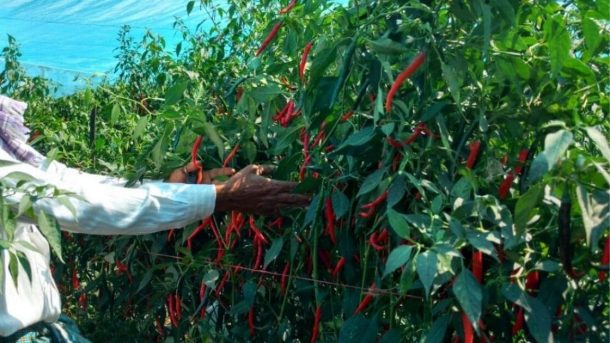 Arka Meghana