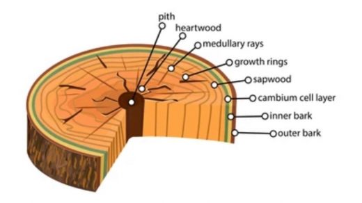 cambium injury