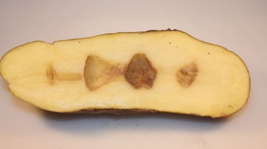 potato
