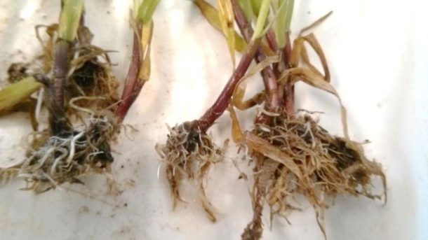 Rhizoctonia