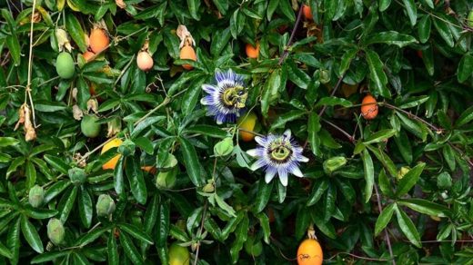passion fruit