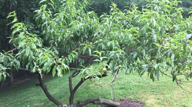 Peach Planting