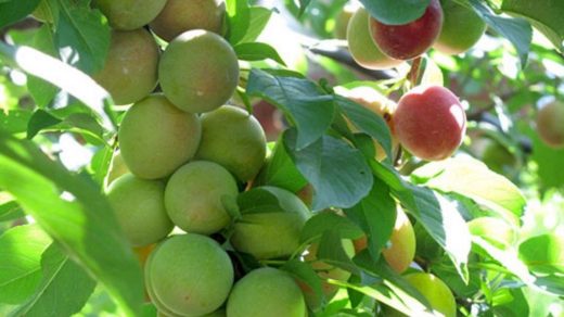 Fruit Thinning