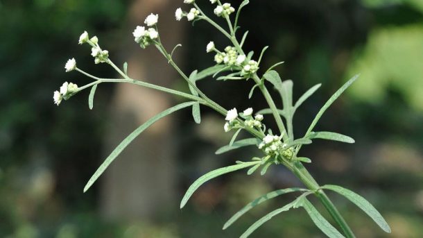 parthenium