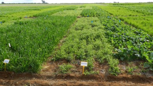brown manure crops