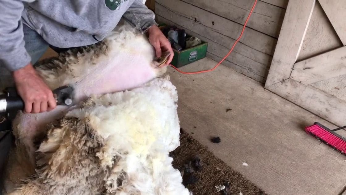 sheep What is Shearing in sheep?