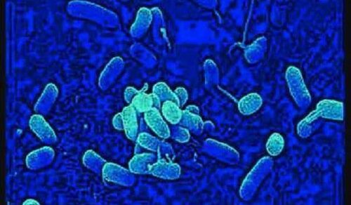 Azotobacter