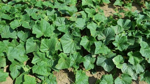 cucumber