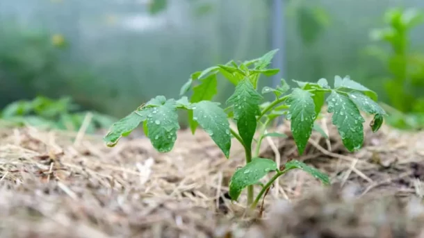 green mulching