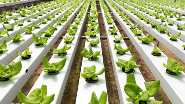 hydroponic system