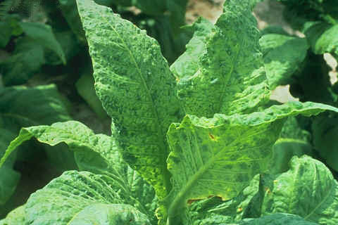 Tobacco mosaic disease