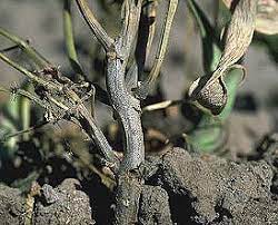 stem