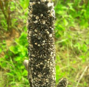 Ergot disease
