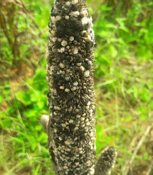 Ergot disease