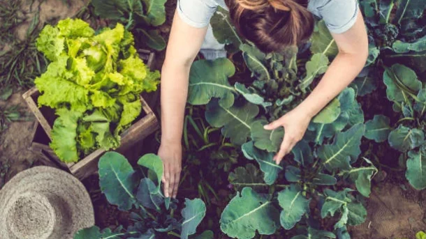 sustainable agriculture