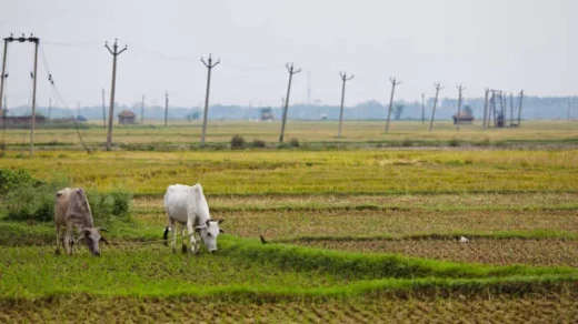 Sustainable Agriculture (NMSA)