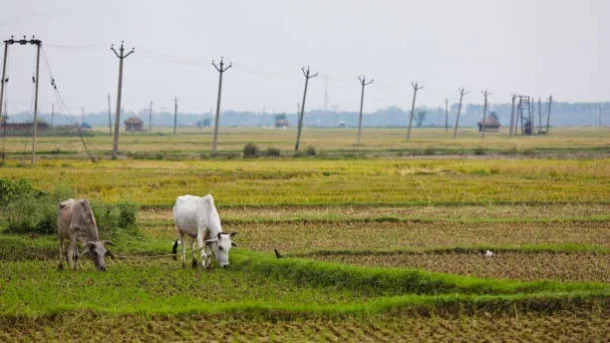 Sustainable Agriculture (NMSA)