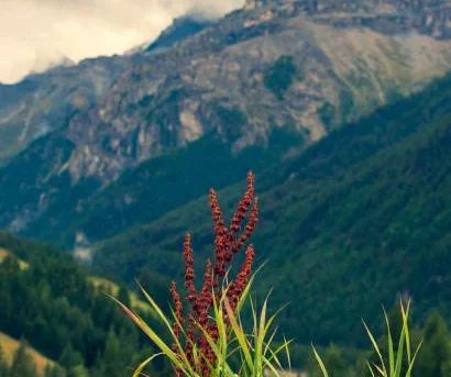 Himalayan